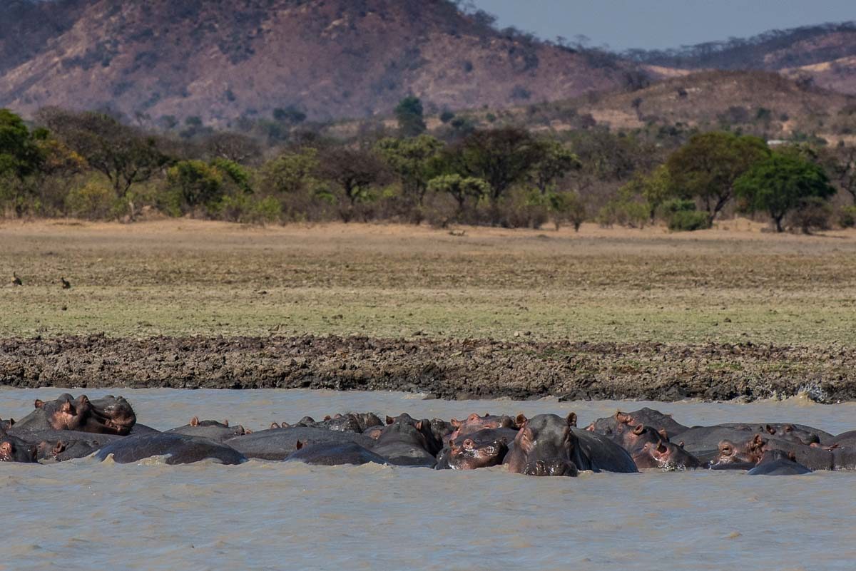 Malawi Vwaza hippos group
