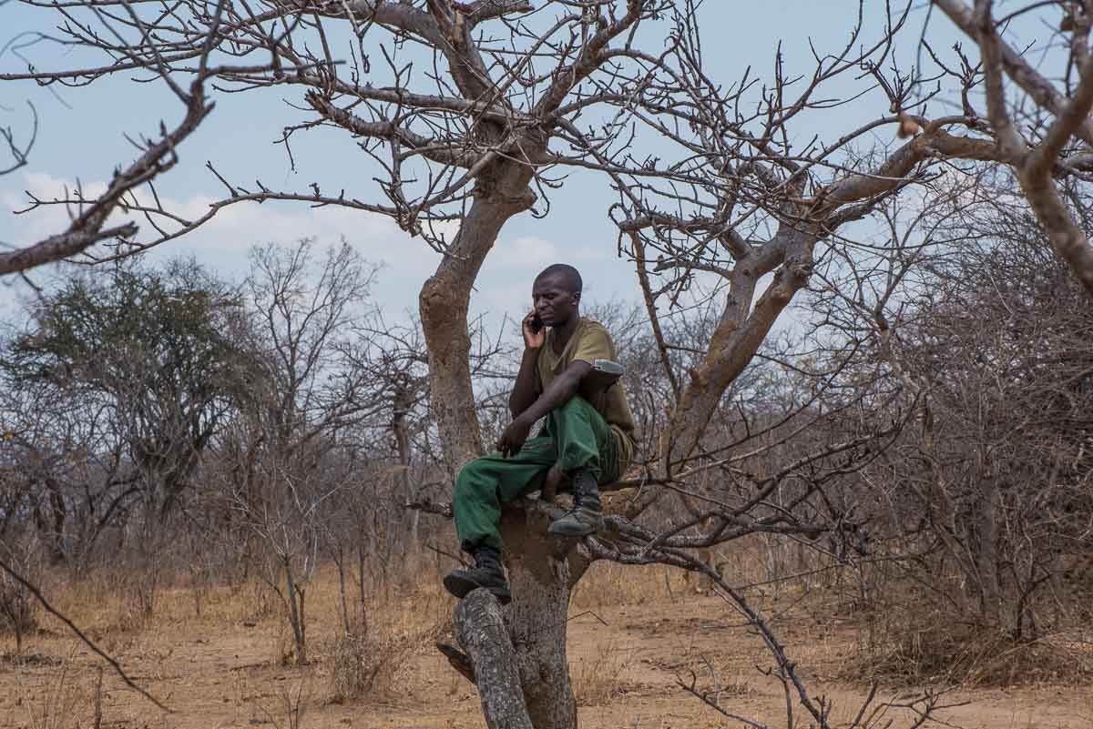 Malawi Vwaza vegetation survey nathan in tree