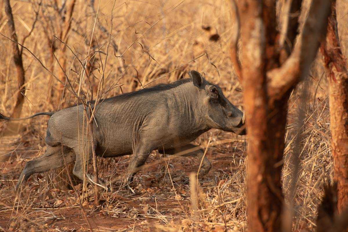 Malawi Vwaza warthog