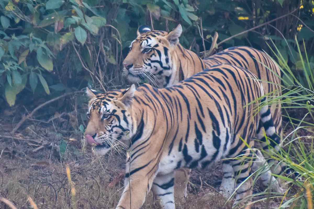 India Tiger Safari