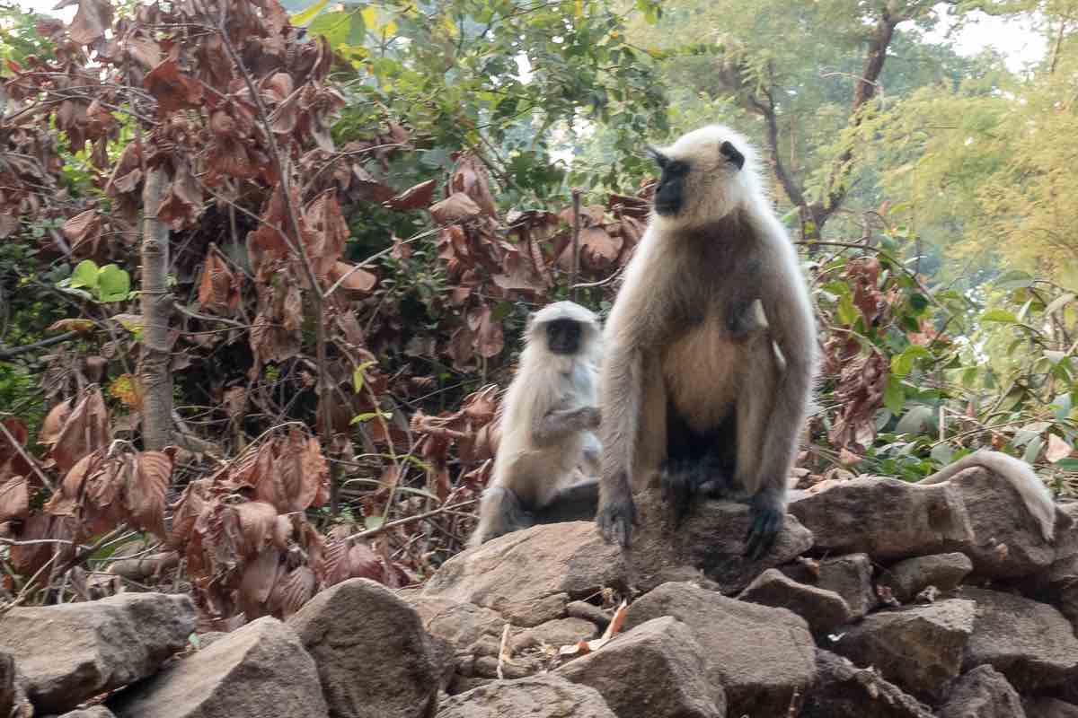 India Tiger Safari