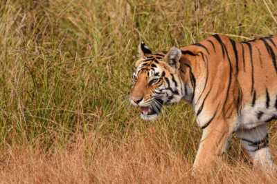 An India Tiger Safari: What to Expect