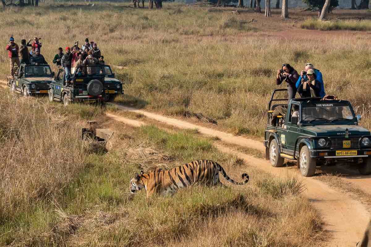 India tiger safari