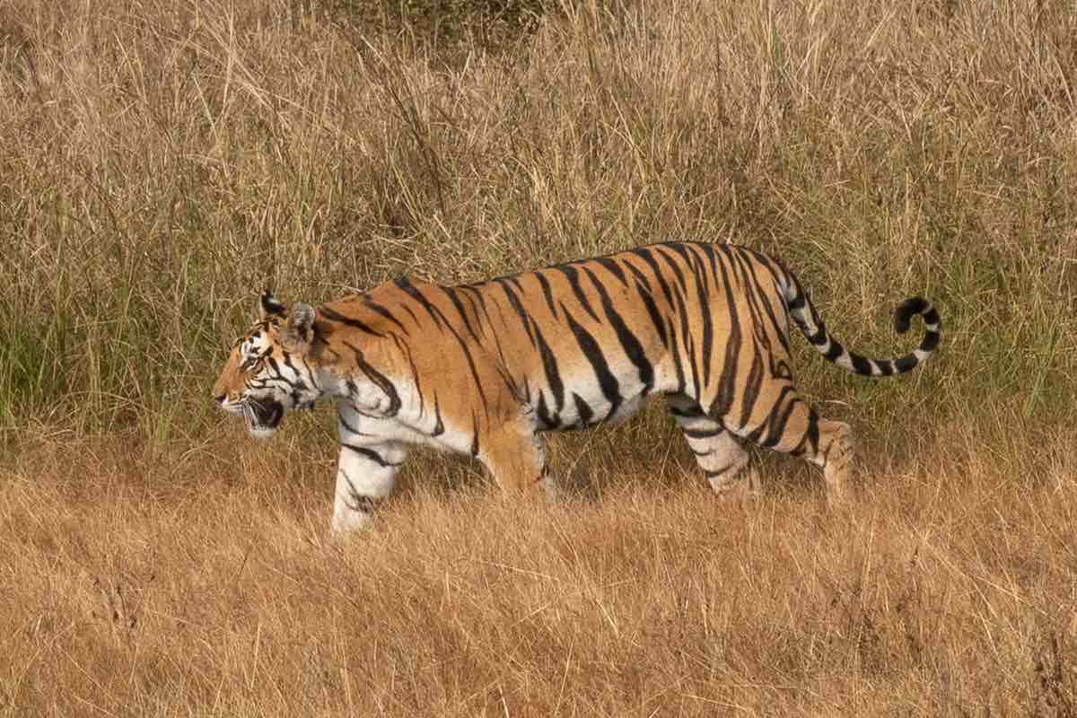 India Tiger Safari