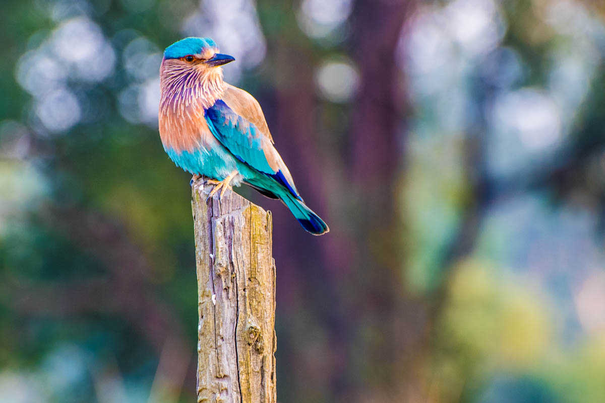 blue roller bird kahna national park india