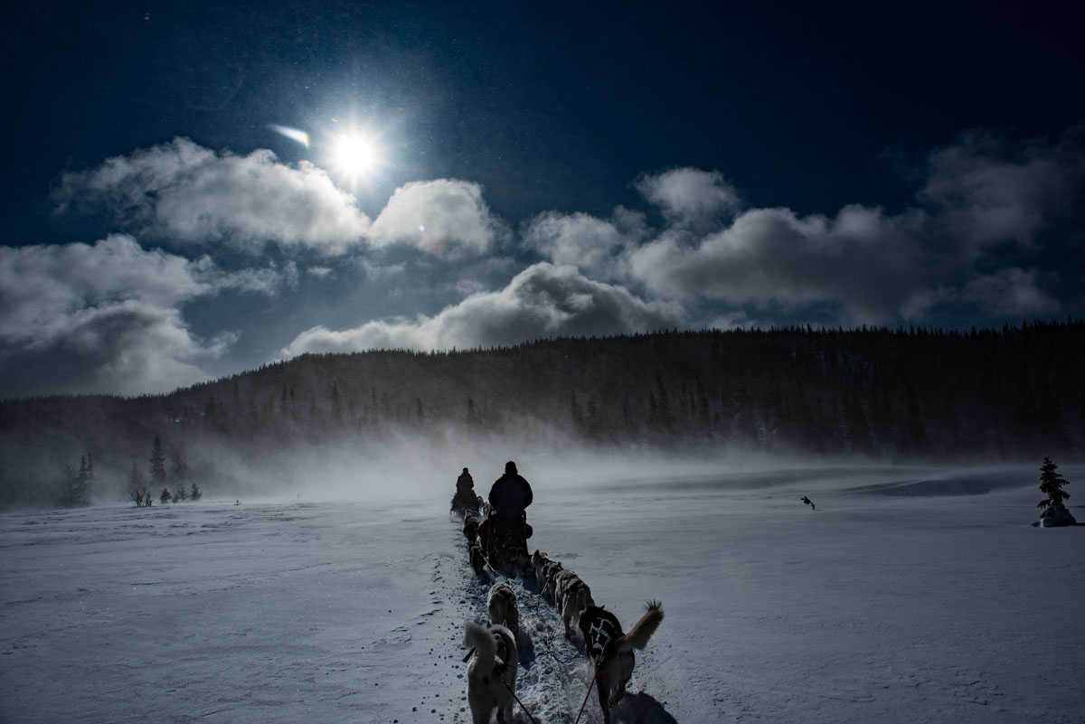 dogsledding are sweden