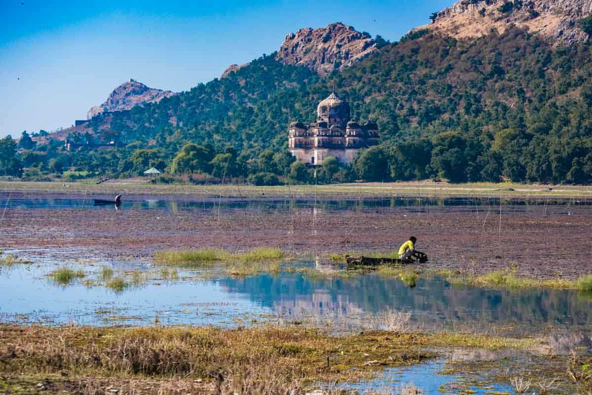 harvesting water chestnuts orchha india