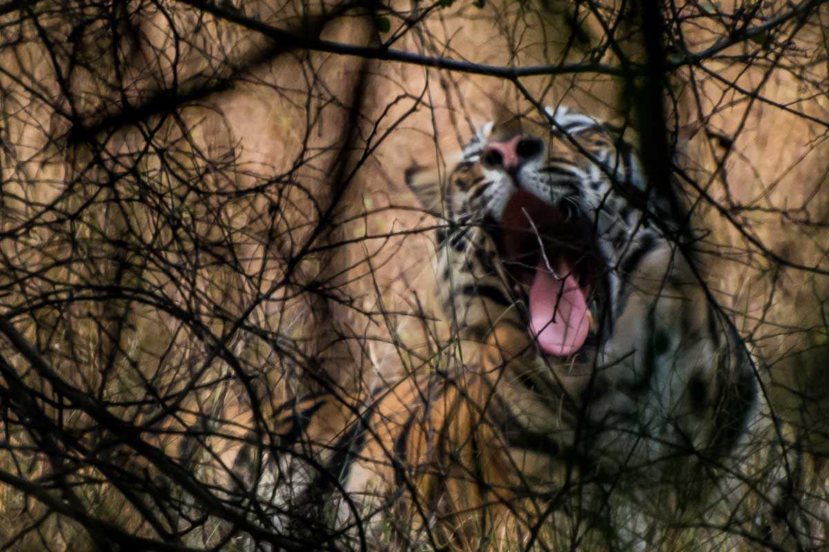 tiger in bush bandhavgahr national parkindia