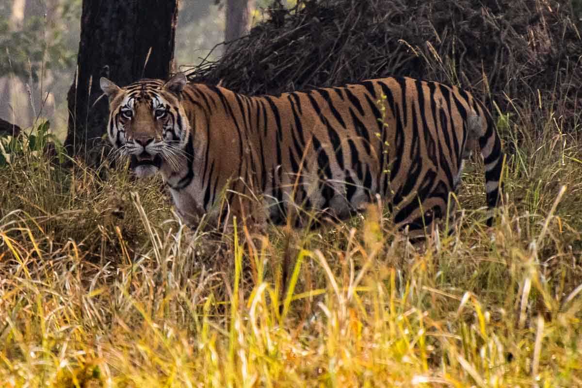 tiger kahna national park india