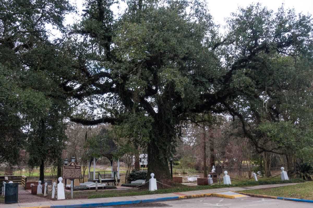 Louisiana St. Martinville Evangeline oak