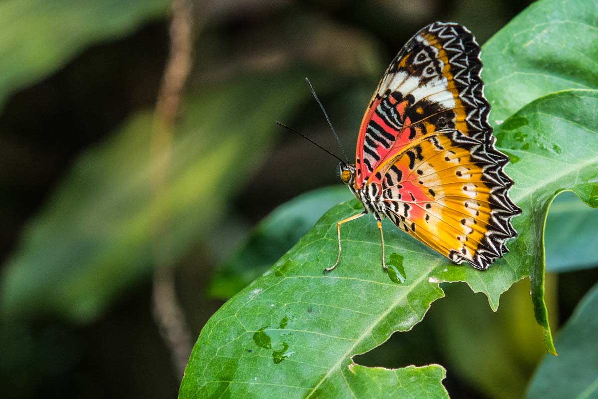 Butterfly Center Siem Reap Cambodia