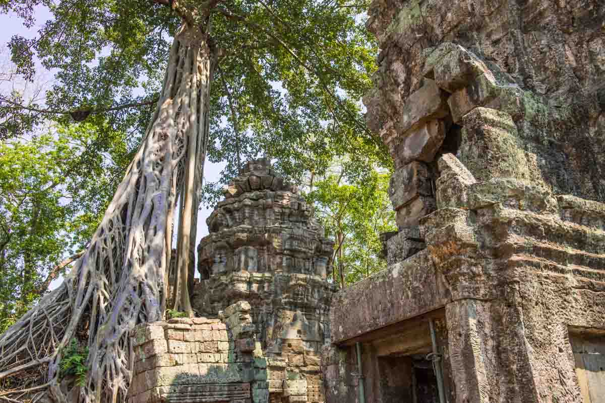 Ta Prohm Siem Reap Angkor Wat Cambodia