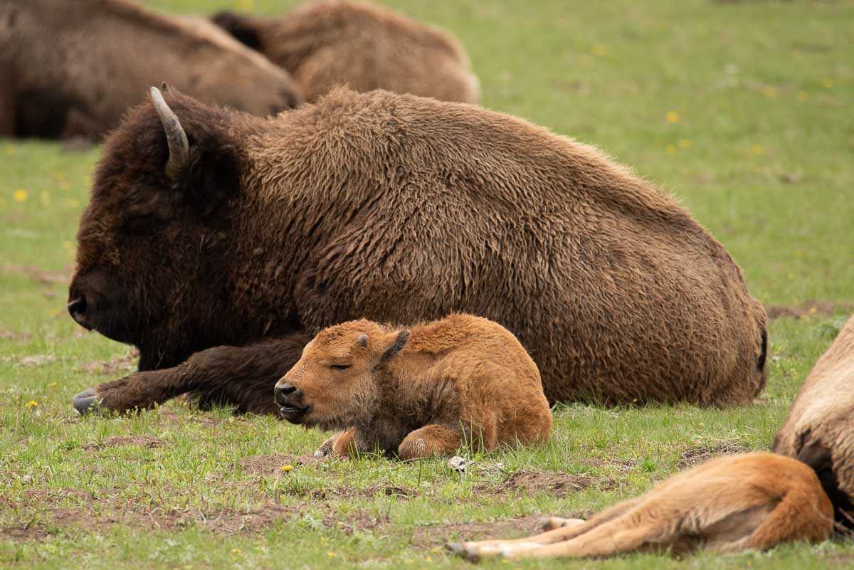 yellowstone baby bison