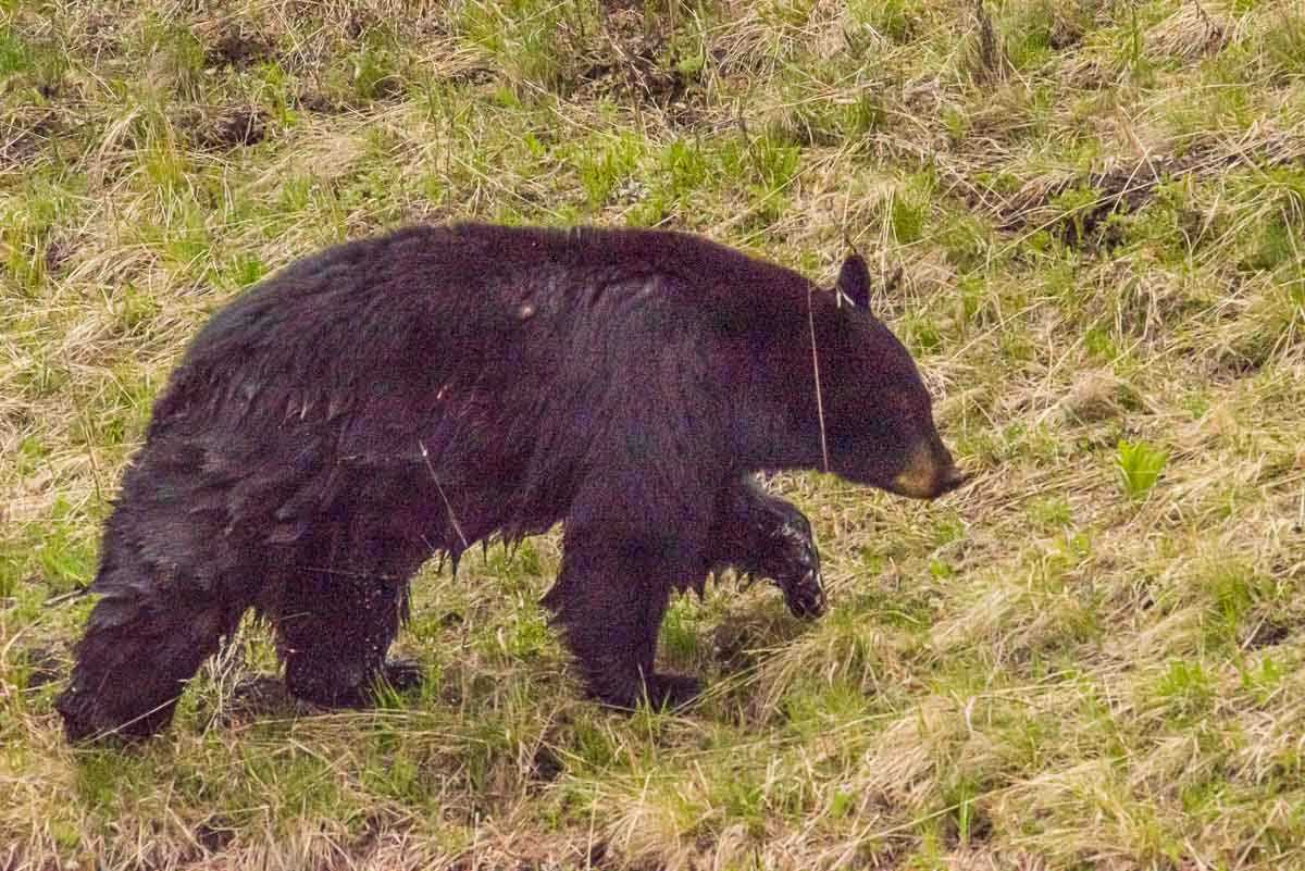 black bear yellowstone