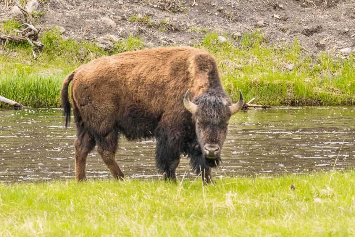 bison yellowstone