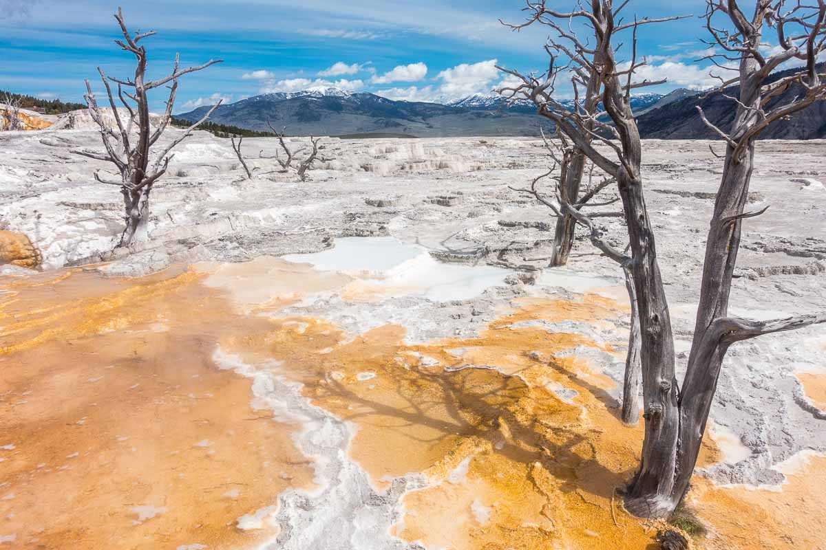 mammoth springs yellowstone