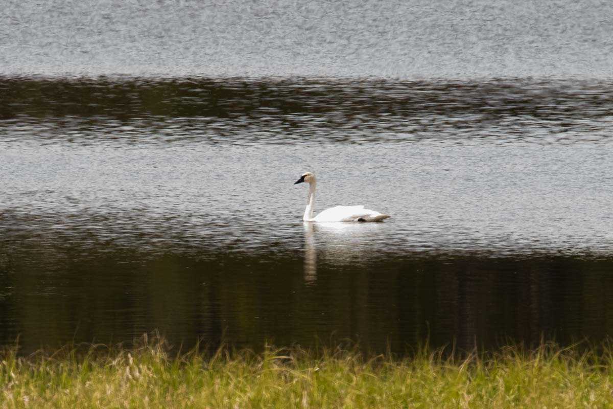 swan lake yellowstone