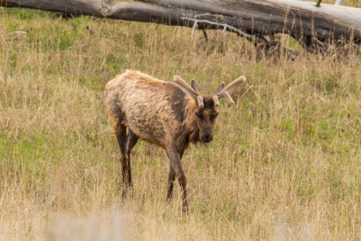 yellowstone young elk