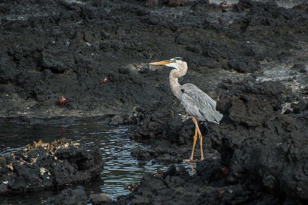 floreana galapagos heron