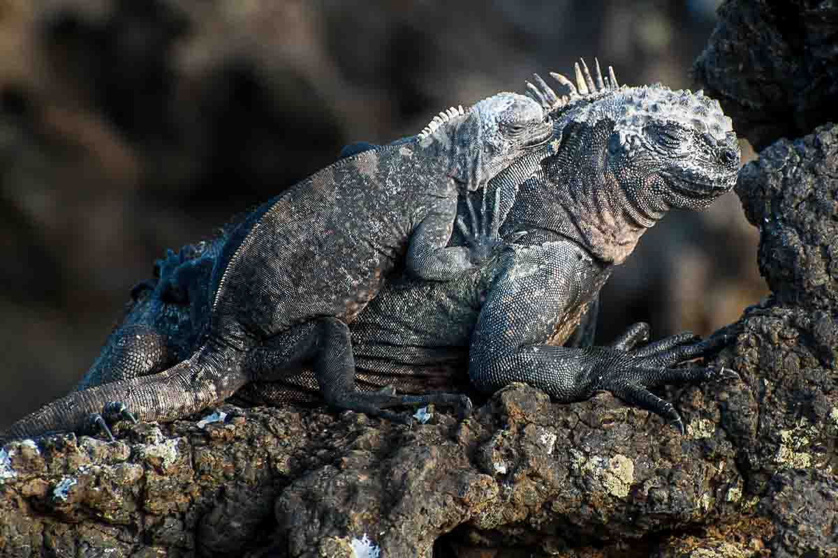 galapagos floreana iguanas