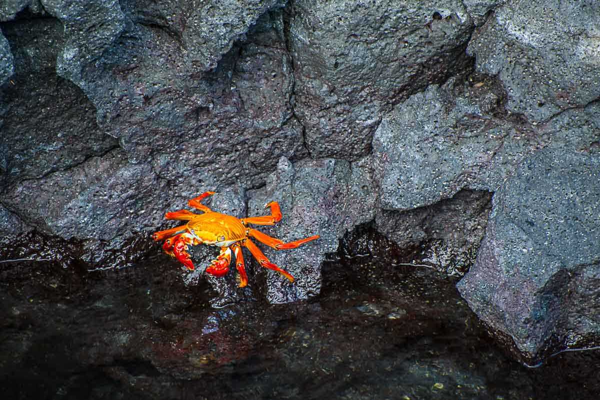 galapagos floreana red crab