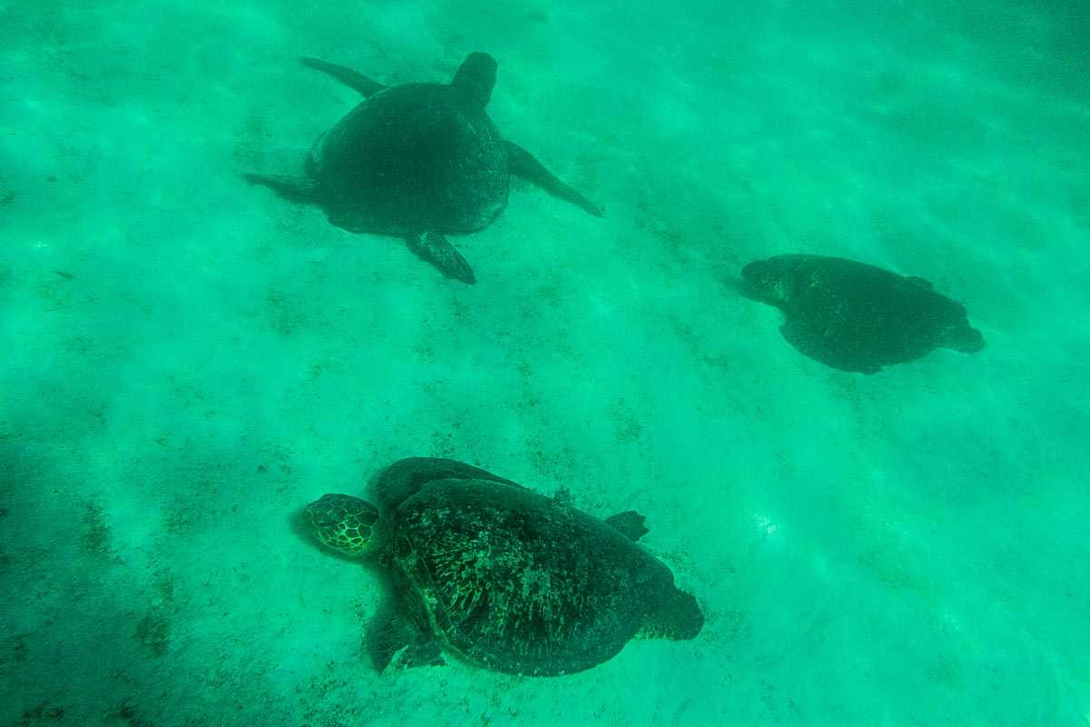 galapagos snorkeling sea turtle