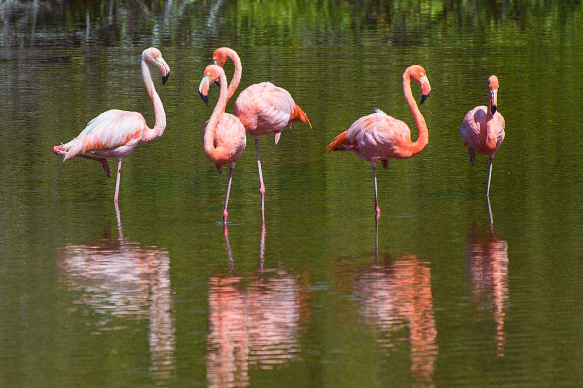 flamingos galapagos isla isabela