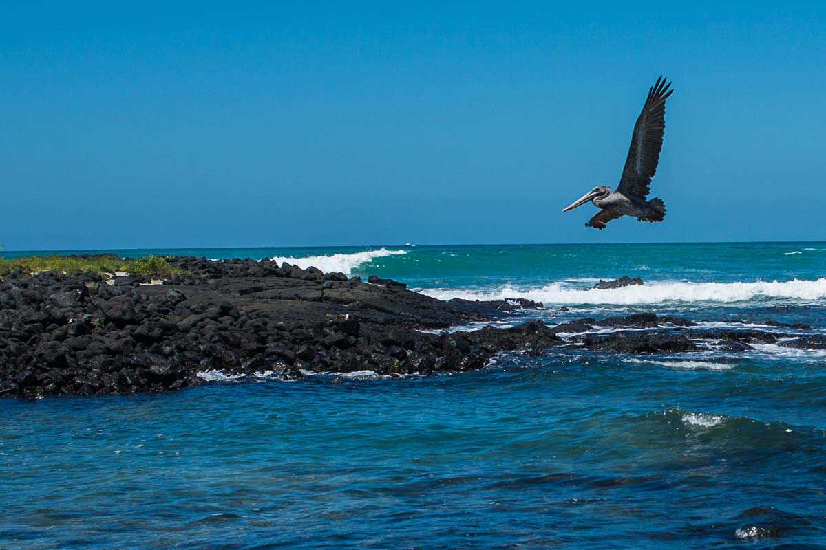 ecuador galapagos isabela pelican flying