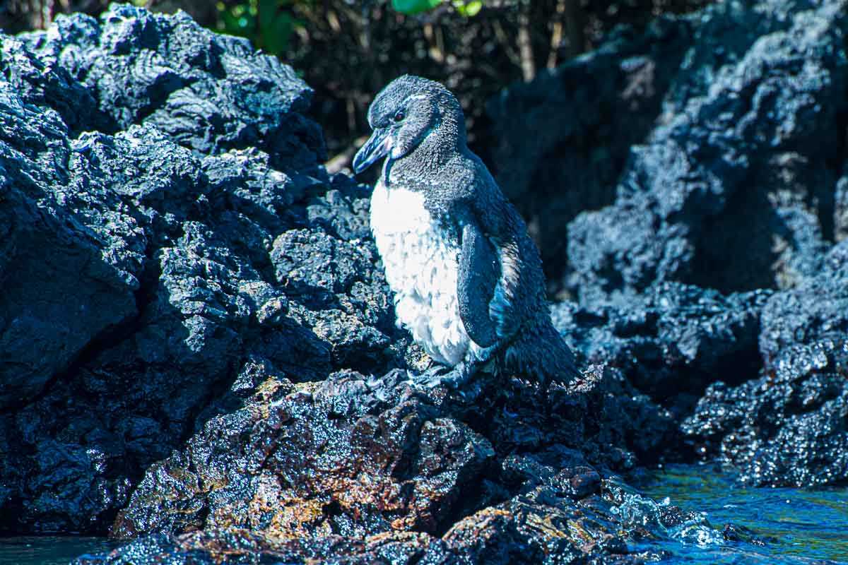 galapagos penguin