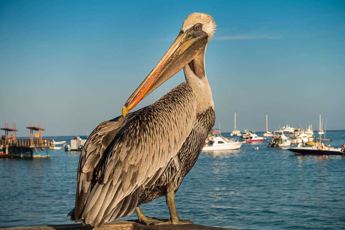 galapagos pelican