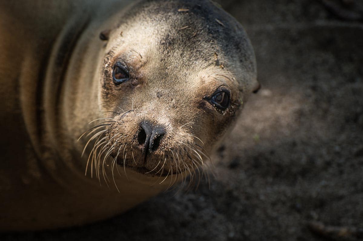 sea lion galapagos