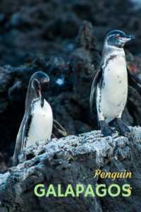 Galapagos Penguins