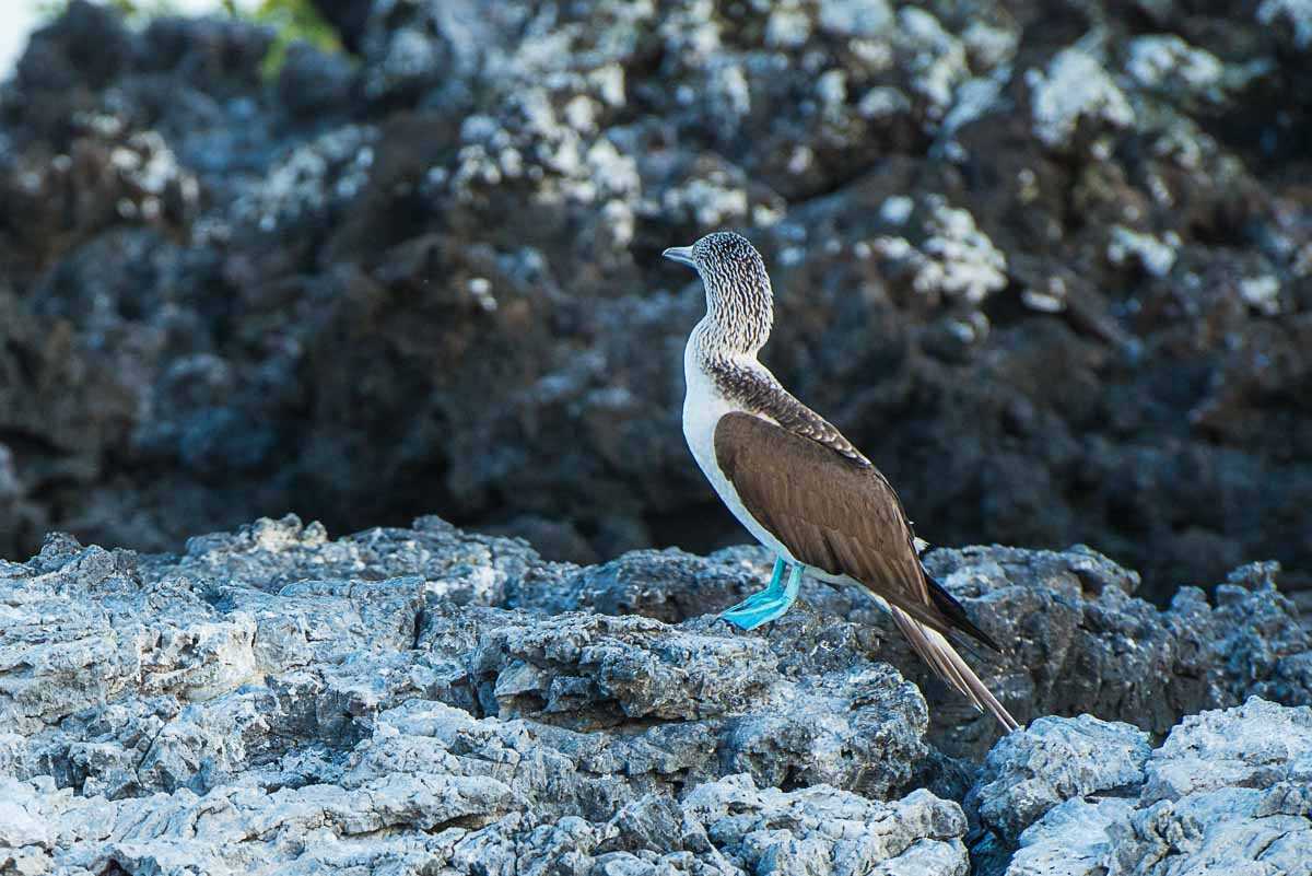 galapagos blue footed boobie