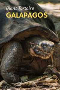 Galapagos giant tortoise