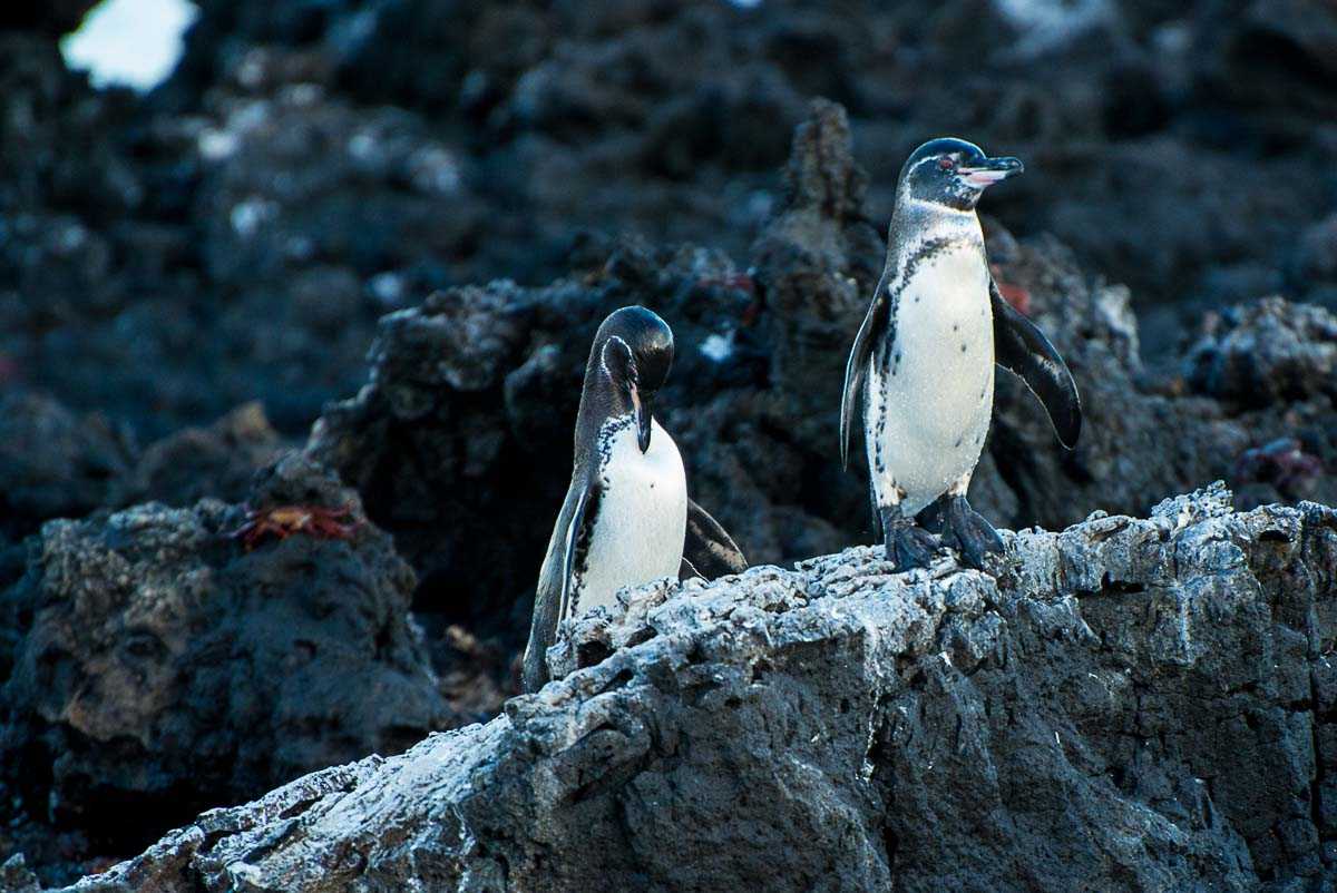 galapagos penguins