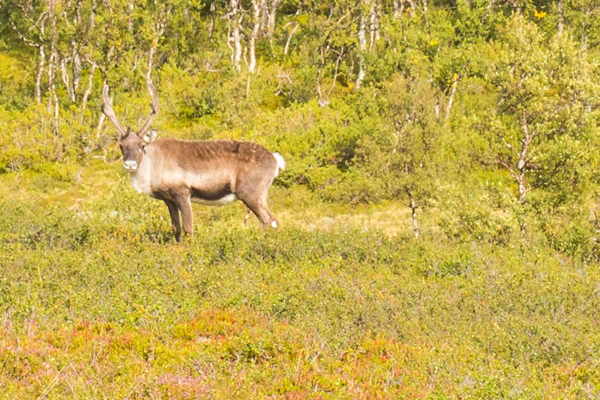 Hiking and walking routes in Sweden and Norway