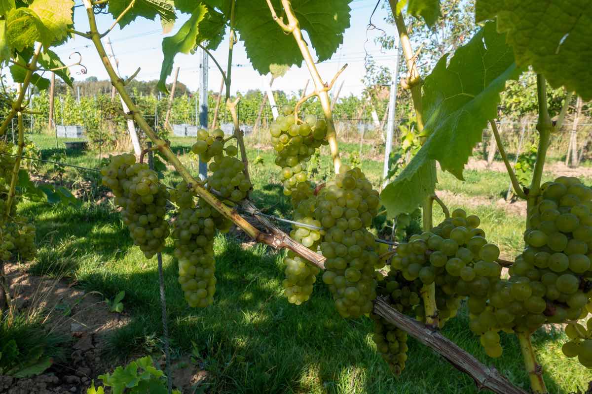 Sweden vineyard place for ecotourism