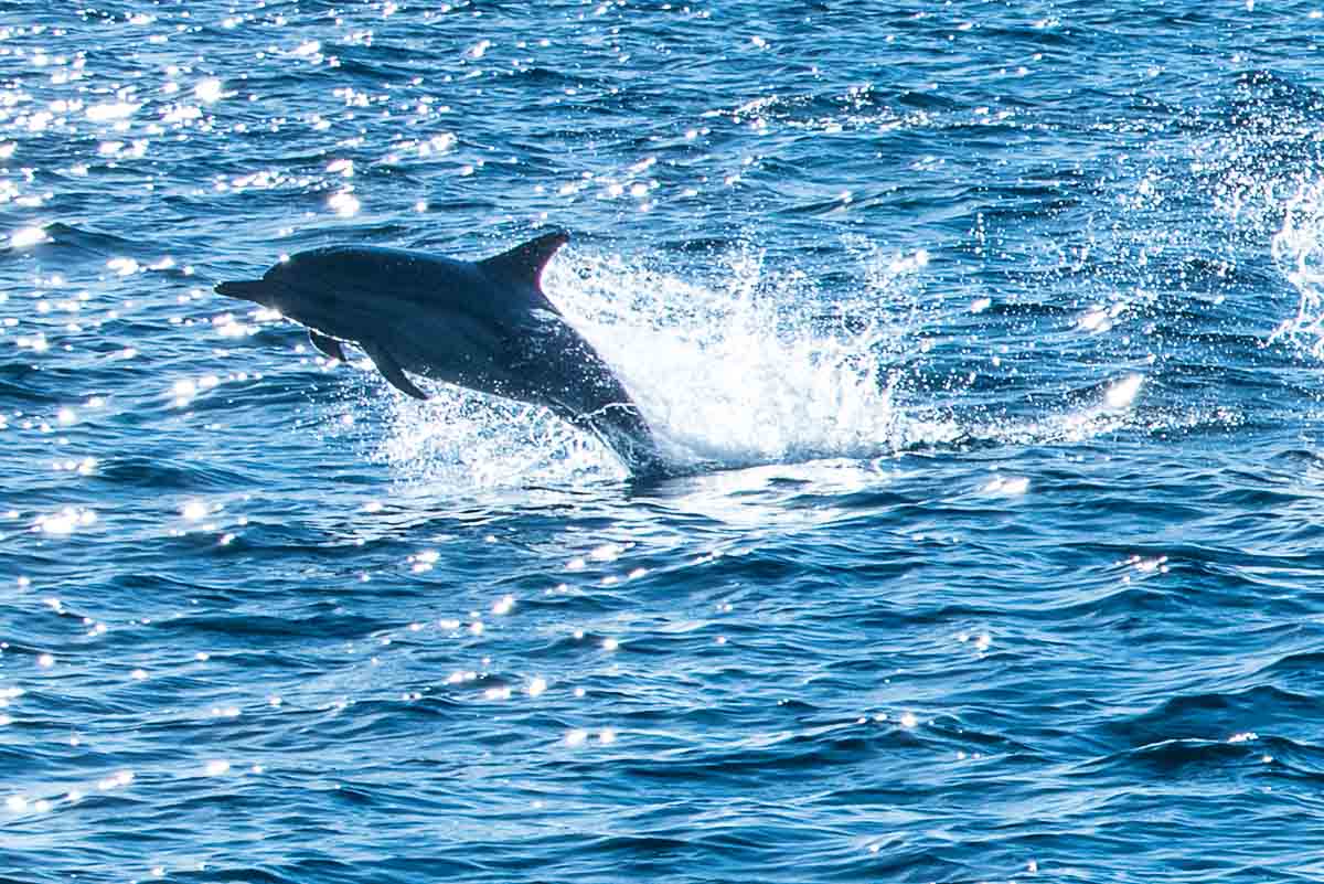 Common Dolphin - Channel Islands National Park (U.S. National Park Service)