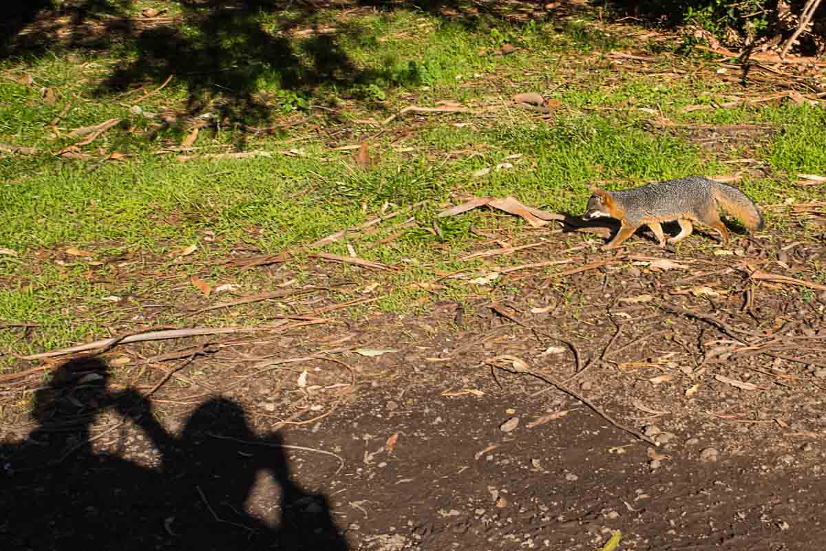 channel islands national park island fox