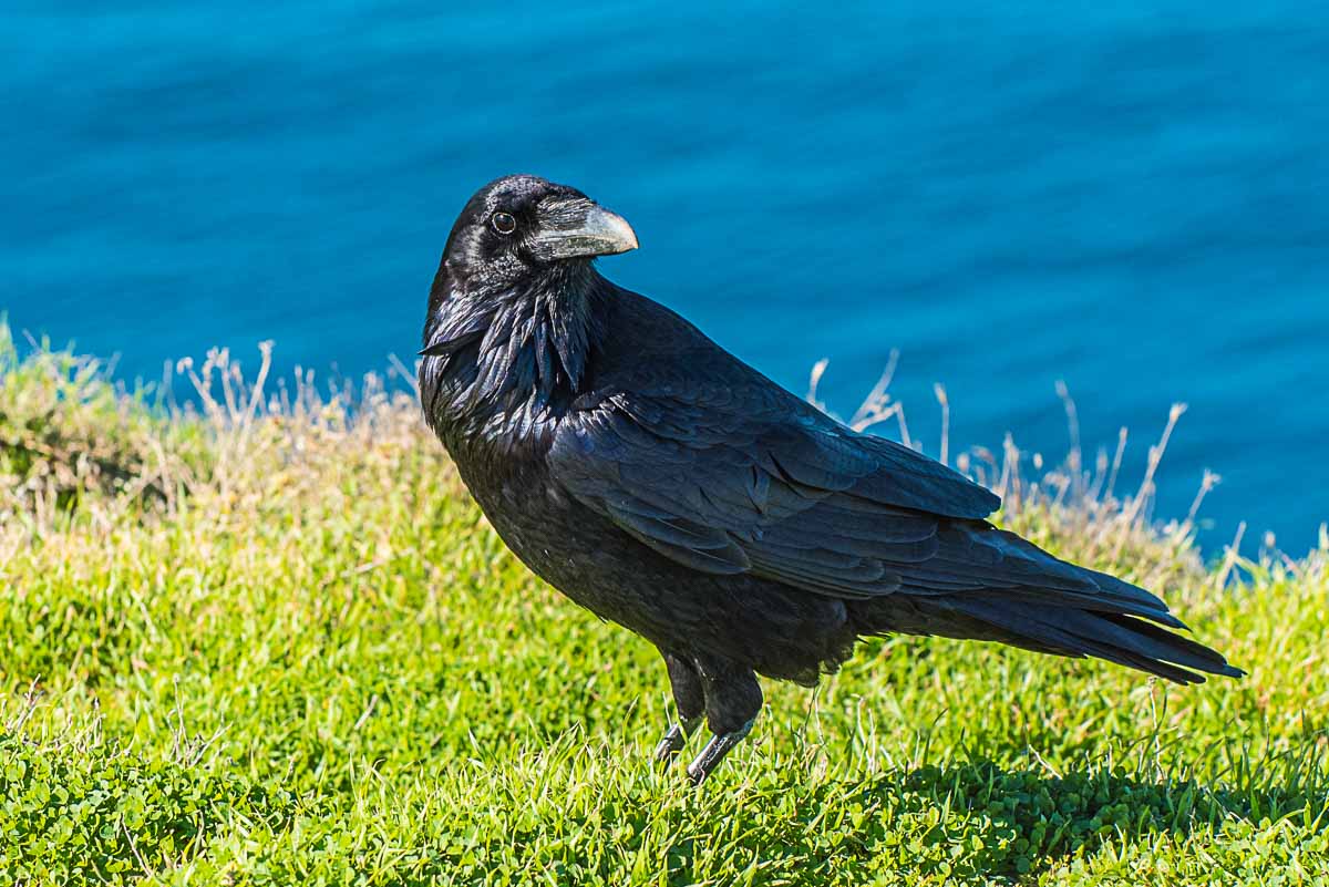 channel islands national park raven