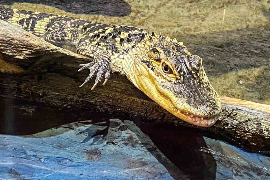 Duluth Great Lakes Aquarium