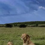 Lions Photo Safari