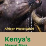 Kenya Africa Photo Safari