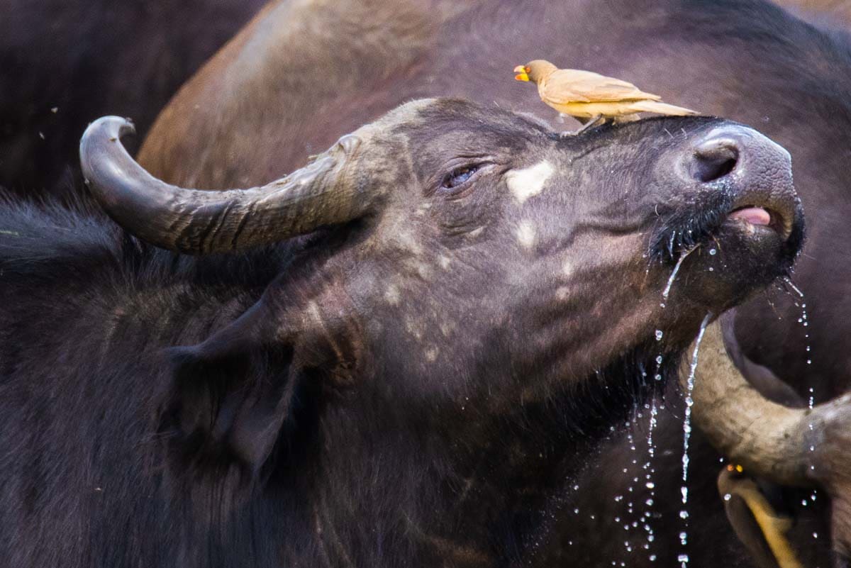 kenya maasai mara buffalo 1-1