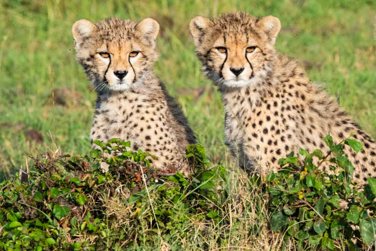 kenya maasai mara cheetah cubs 2