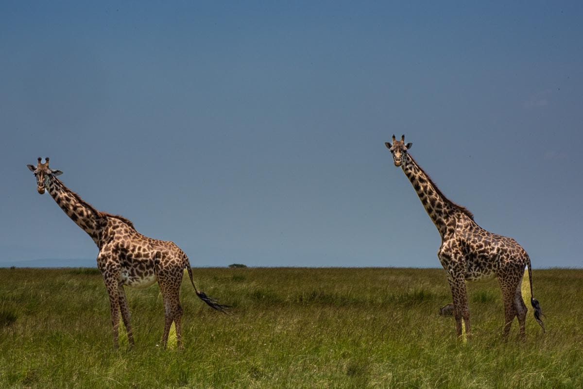 kenya maasai mara giraffe 4-1