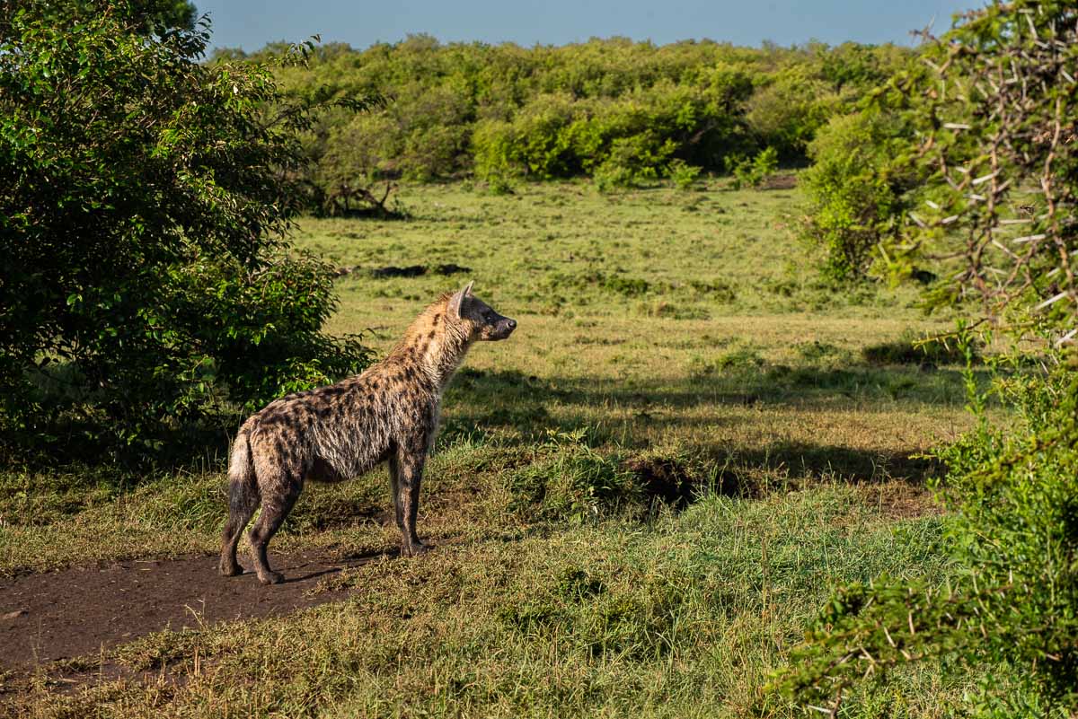 kenya maasai mara hyena 1