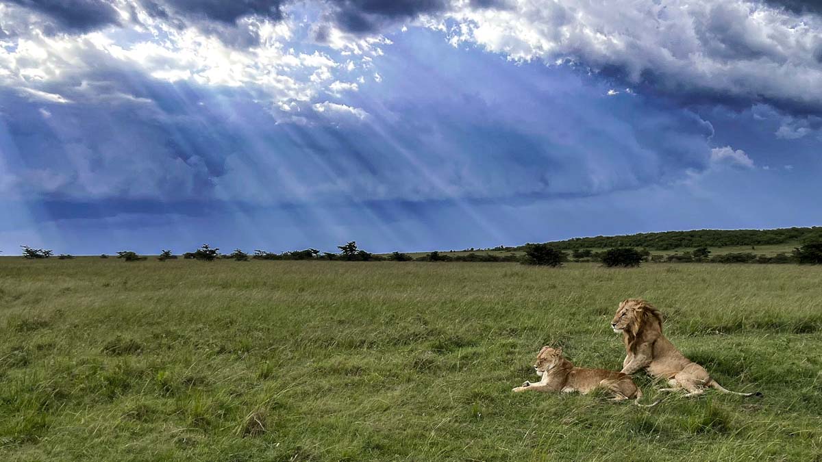 kenya maasai mara lion sky 2-1