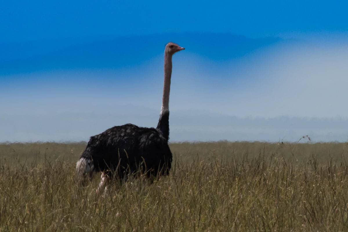 kenya maasai mara ostrich