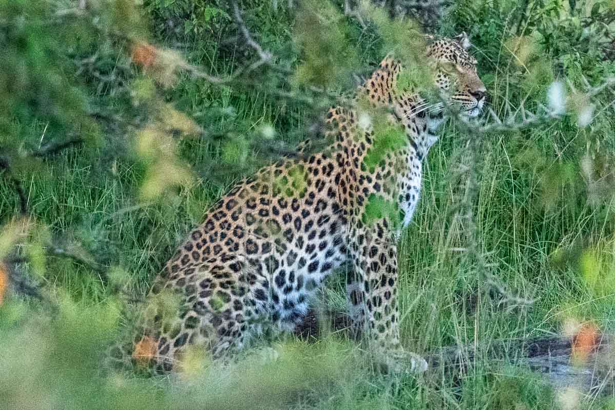 kenya maasai mara safari leopard 3-1